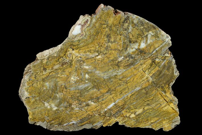 6.8" Strelley Pool Stromatolite Slab - 3.43 Billion Years Old